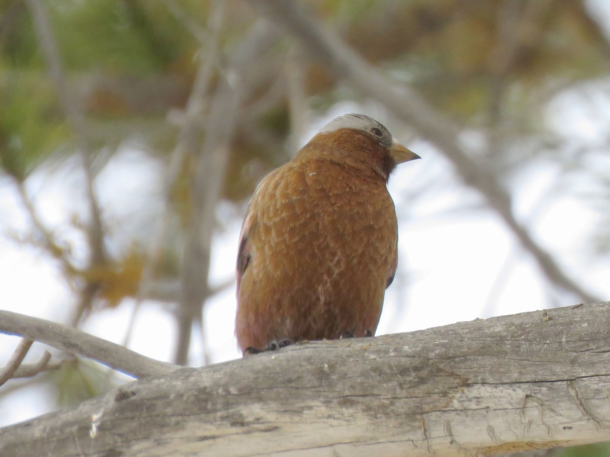 Gray-crowned Rosy-Finch - ML616006449