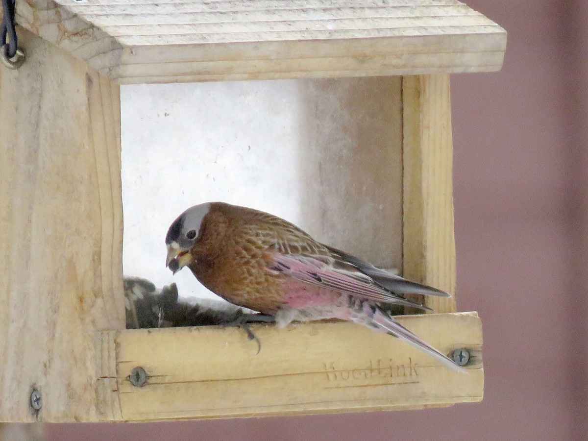 Gray-crowned Rosy-Finch - ML616006450