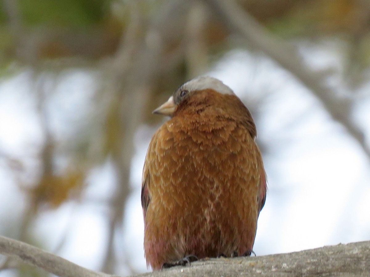 Gray-crowned Rosy-Finch - ML616006451