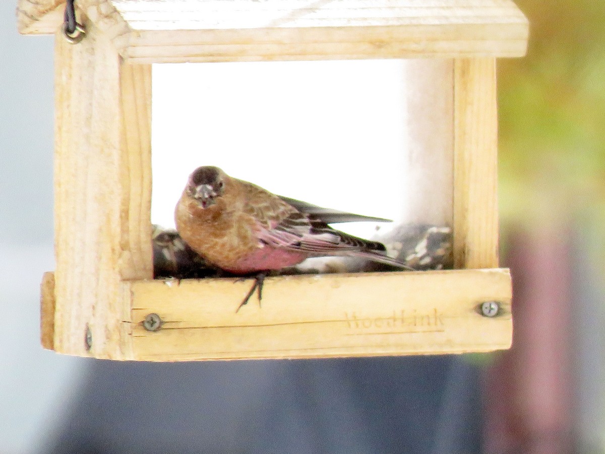 Brown-capped Rosy-Finch - Burke Angstman