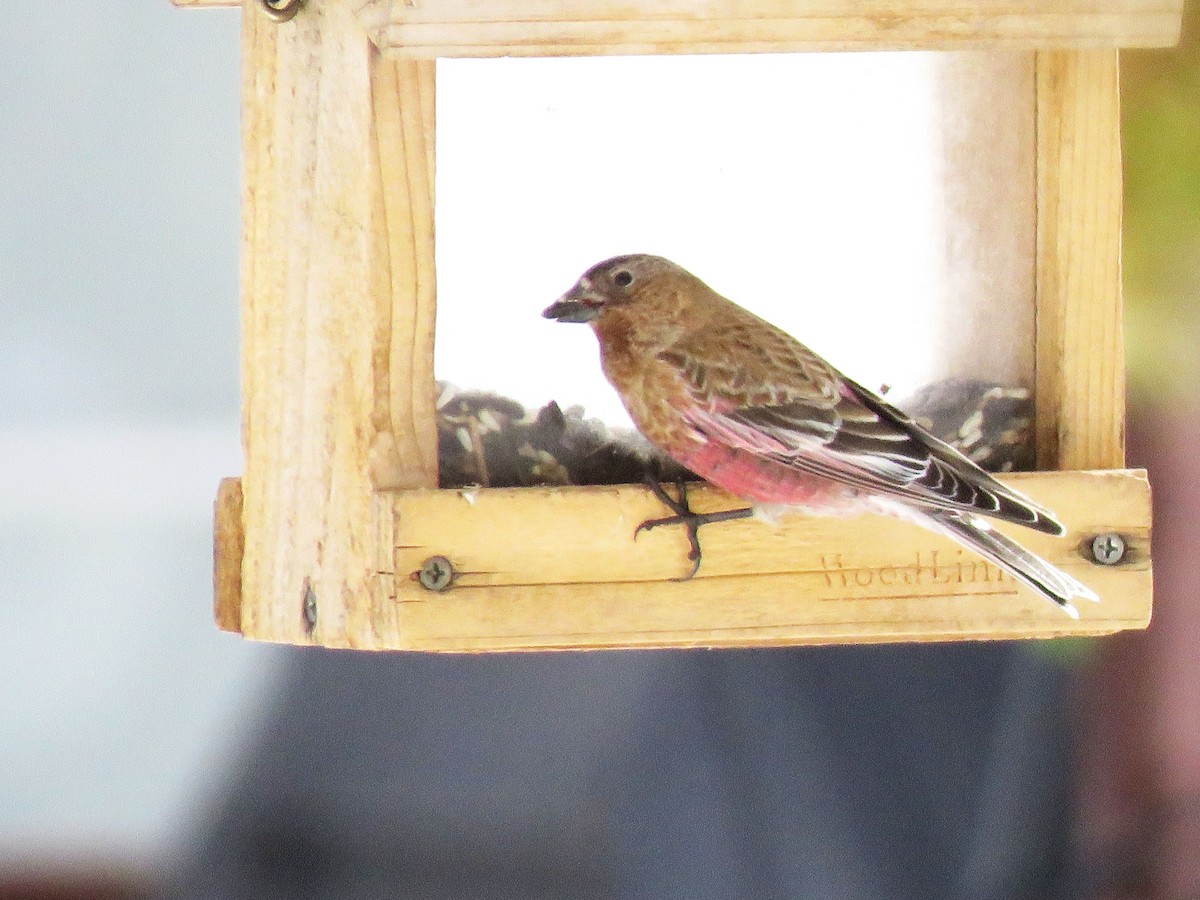 Brown-capped Rosy-Finch - ML616006484