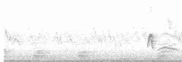 White-crested Elaenia - ML616006532