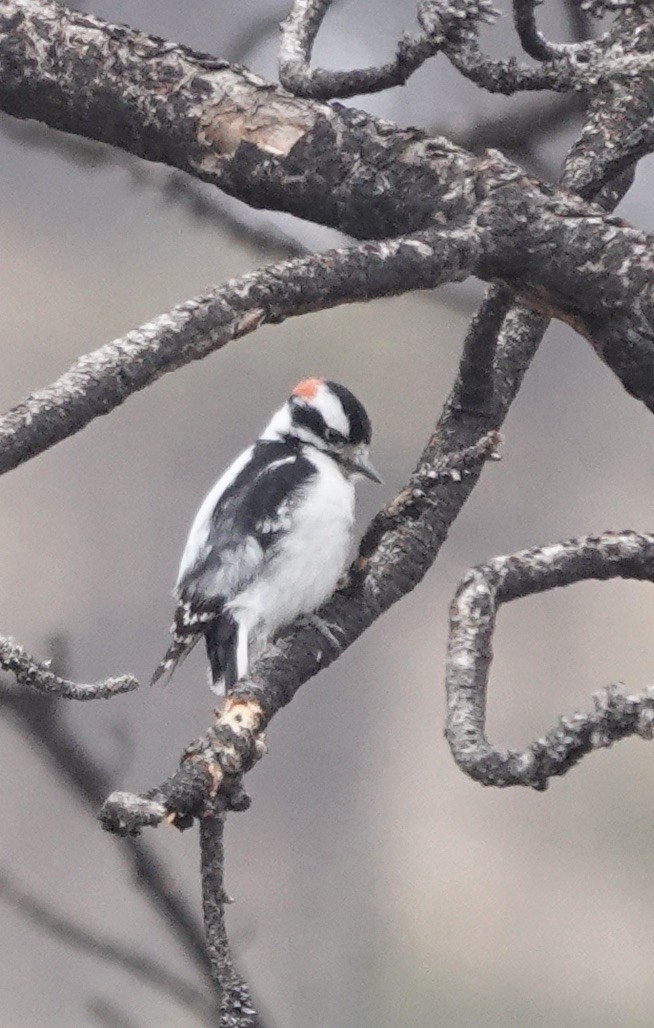 Downy Woodpecker (Rocky Mts.) - ML616006639