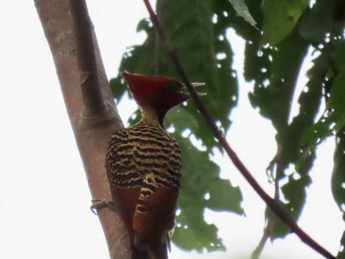 Rufous-headed Woodpecker - ML616006749