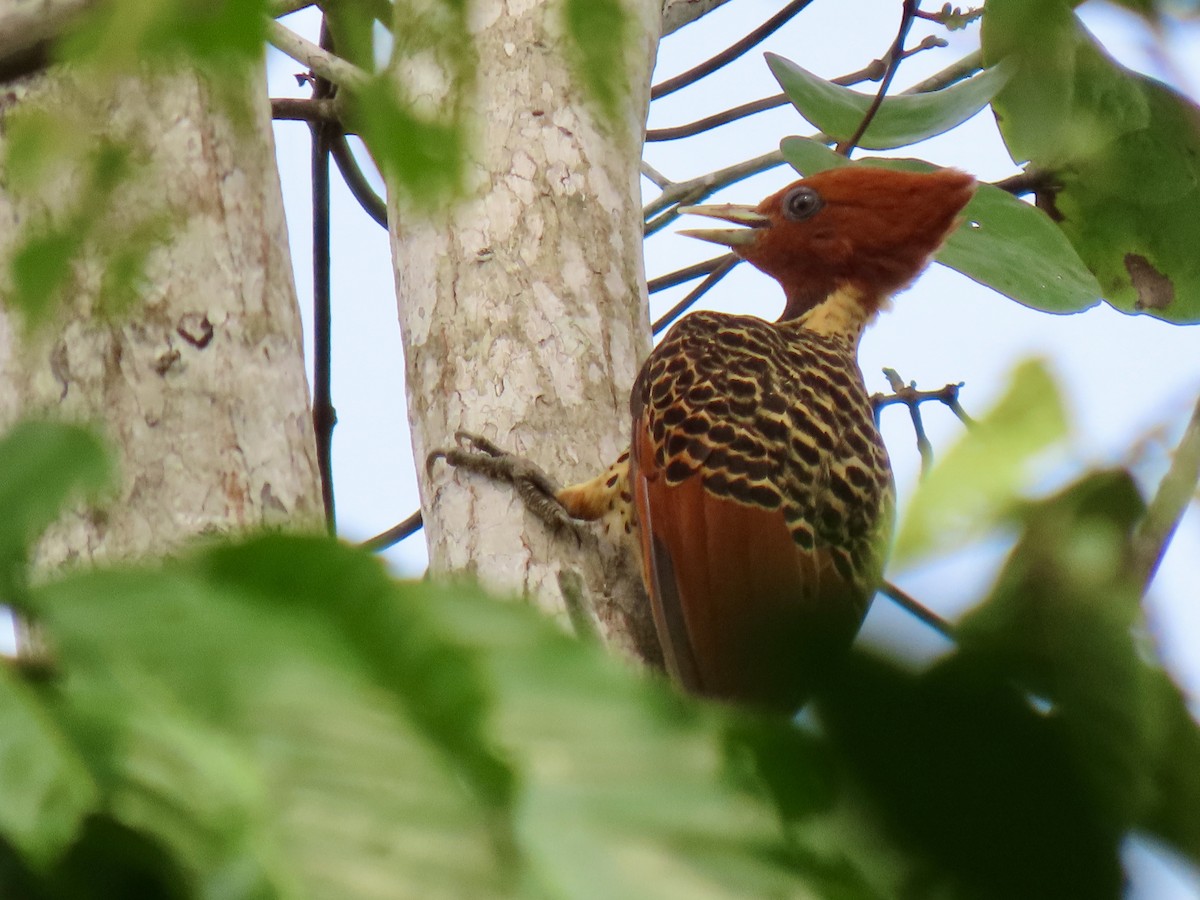Rufous-headed Woodpecker - ML616006750