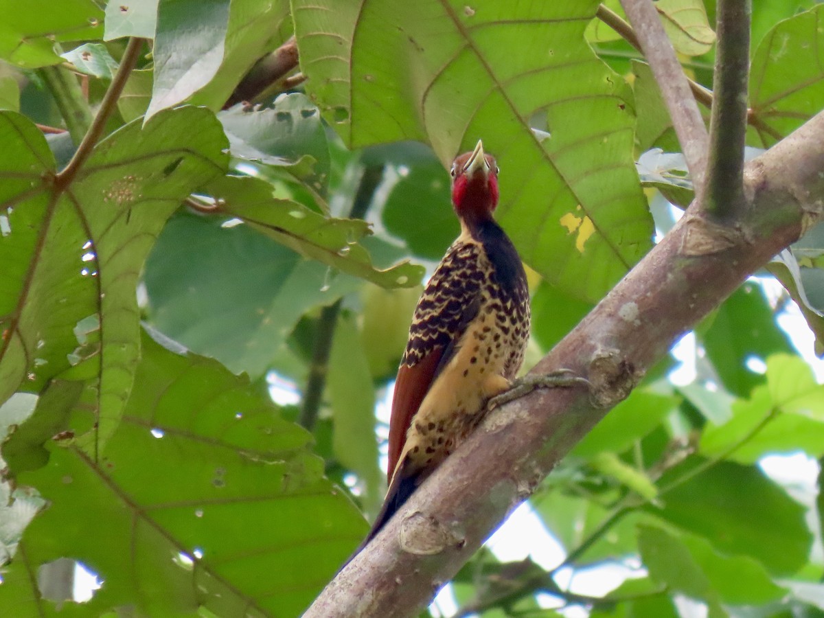 Rufous-headed Woodpecker - ML616006751
