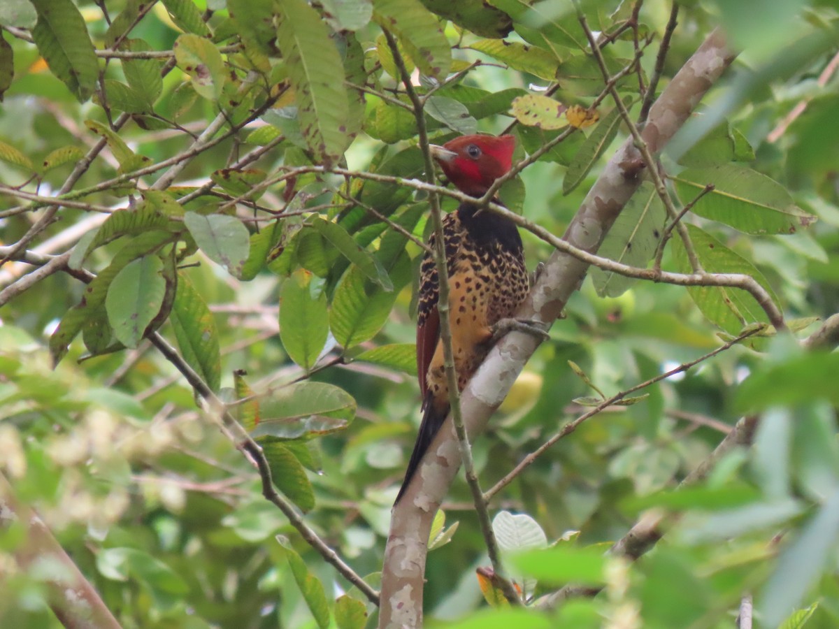 Rufous-headed Woodpecker - Jose Martinez De Valdenebro