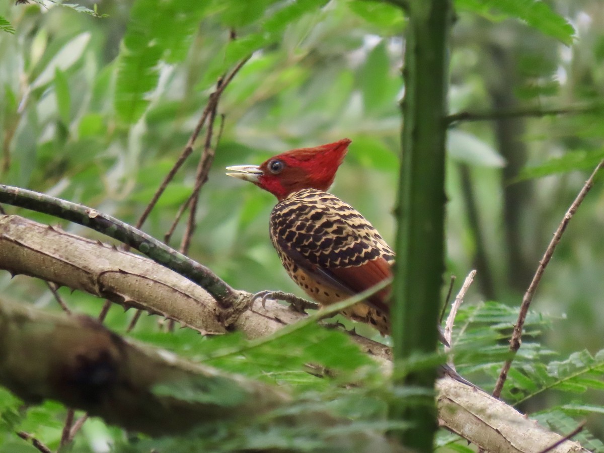 Rufous-headed Woodpecker - Jose Martinez De Valdenebro