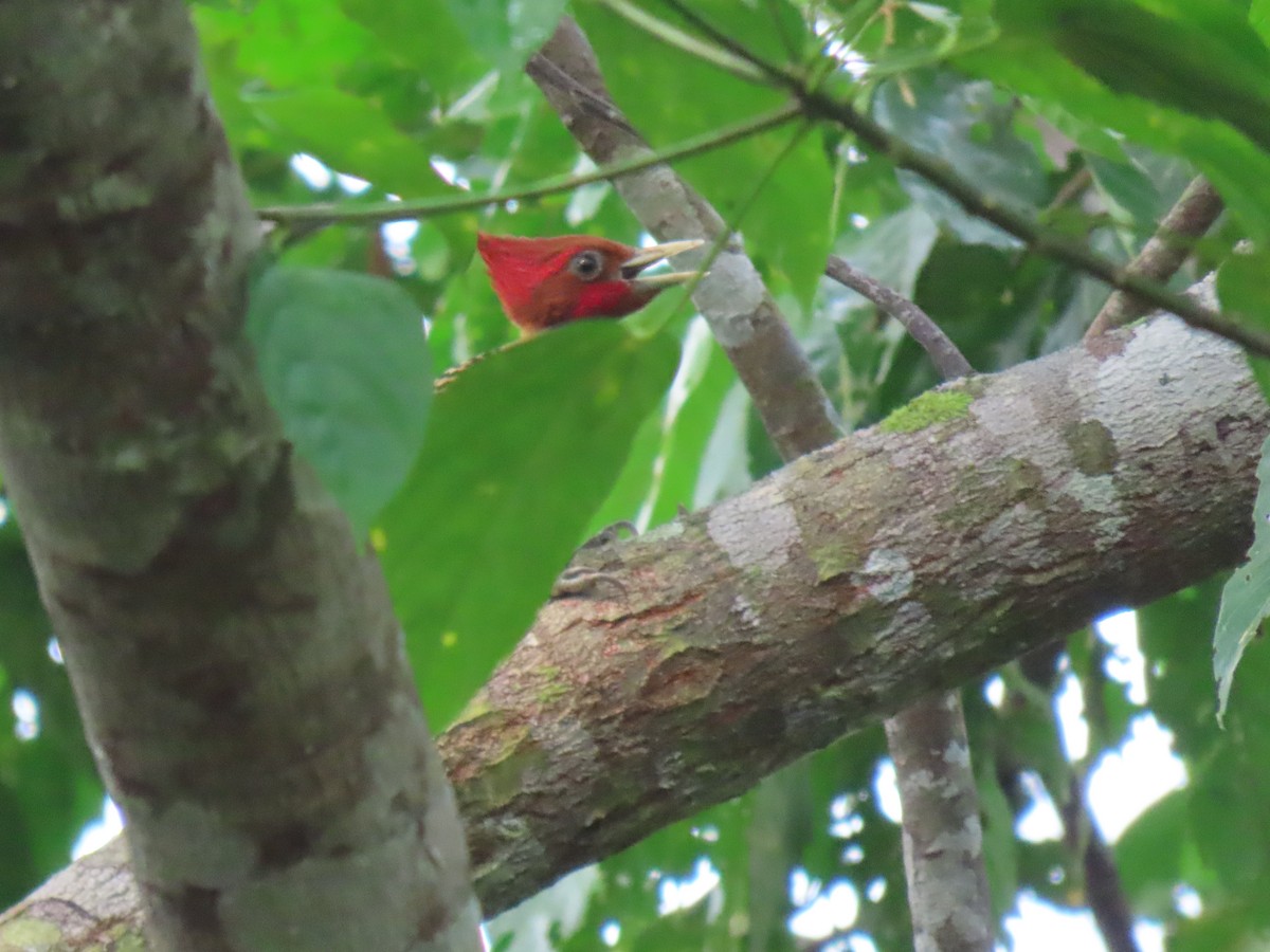Rufous-headed Woodpecker - ML616006754