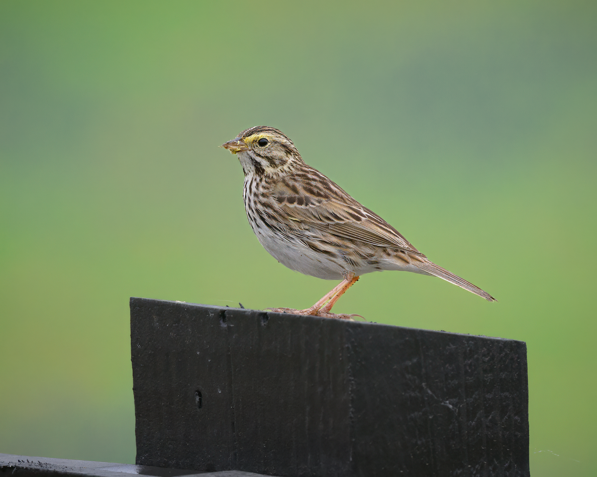 Savannah Sparrow - ML616006836