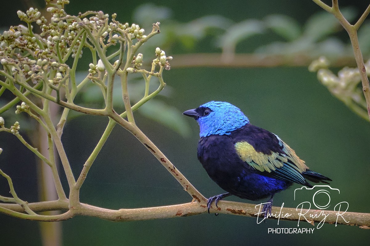 Blue-necked Tanager - ML616006912