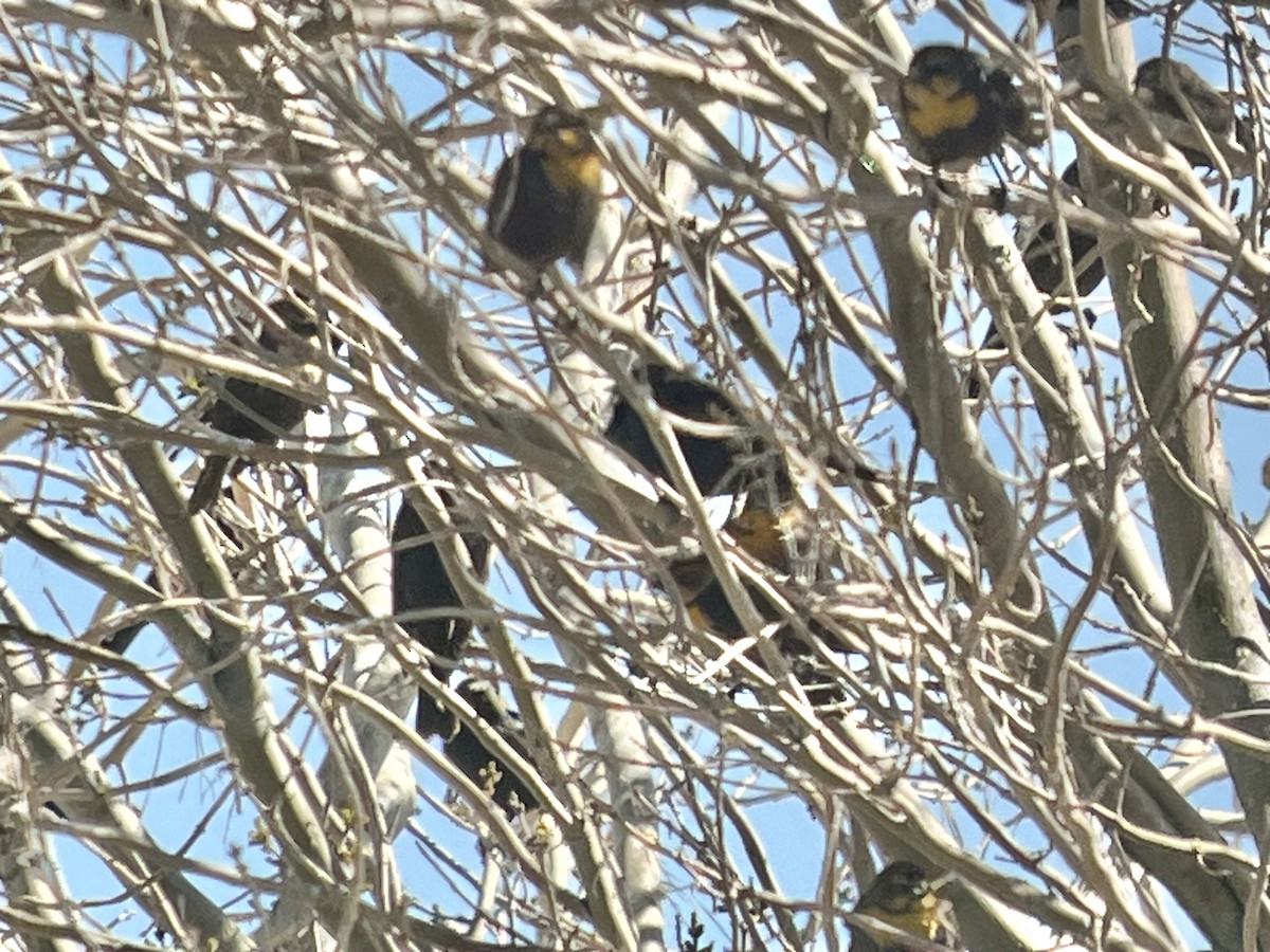 Yellow-headed Blackbird - ML616006968