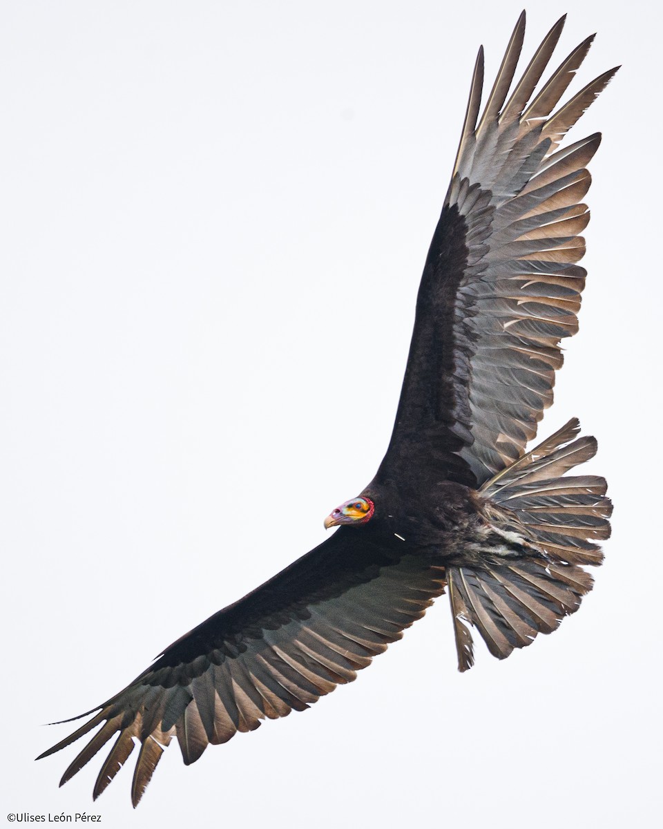 Lesser Yellow-headed Vulture - ML616007013