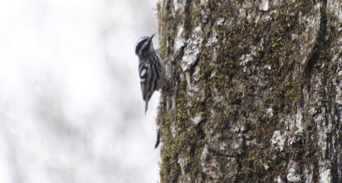 Black-and-white Warbler - ML616007146