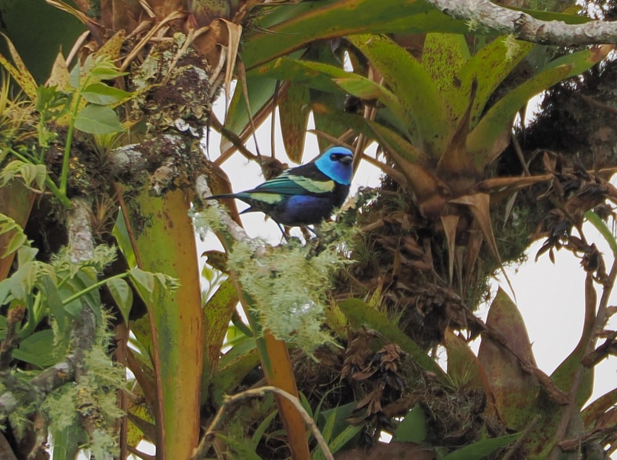 Blue-necked Tanager - ML616007149