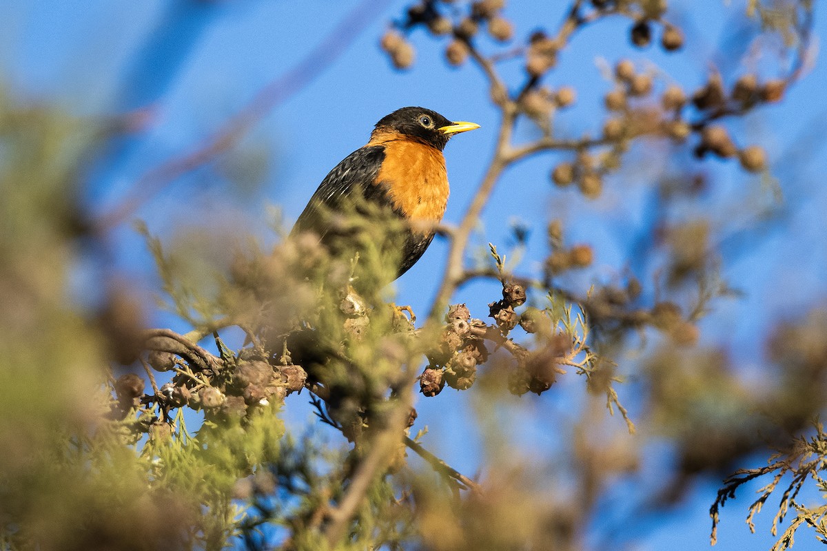 Rufous-collared Robin - Leander Khil