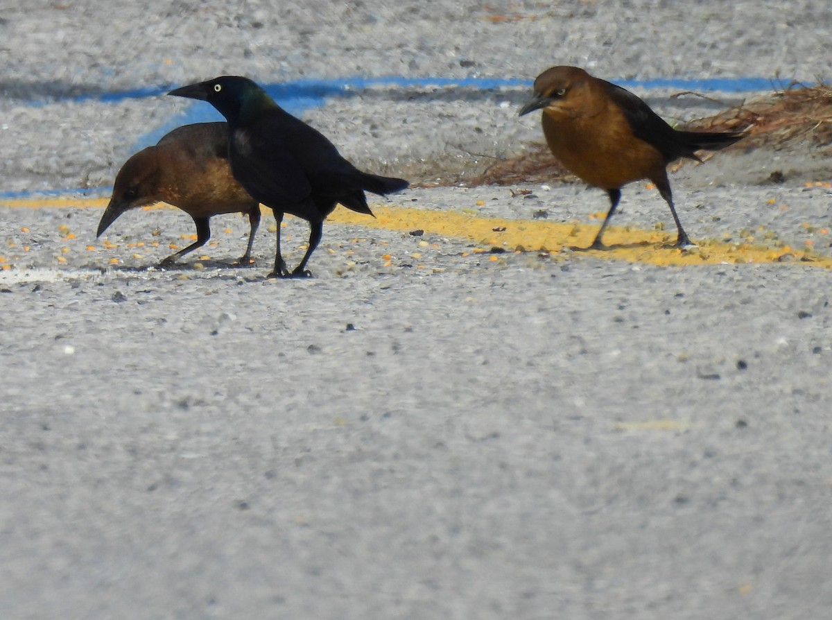 Boat-tailed Grackle - ML616007223