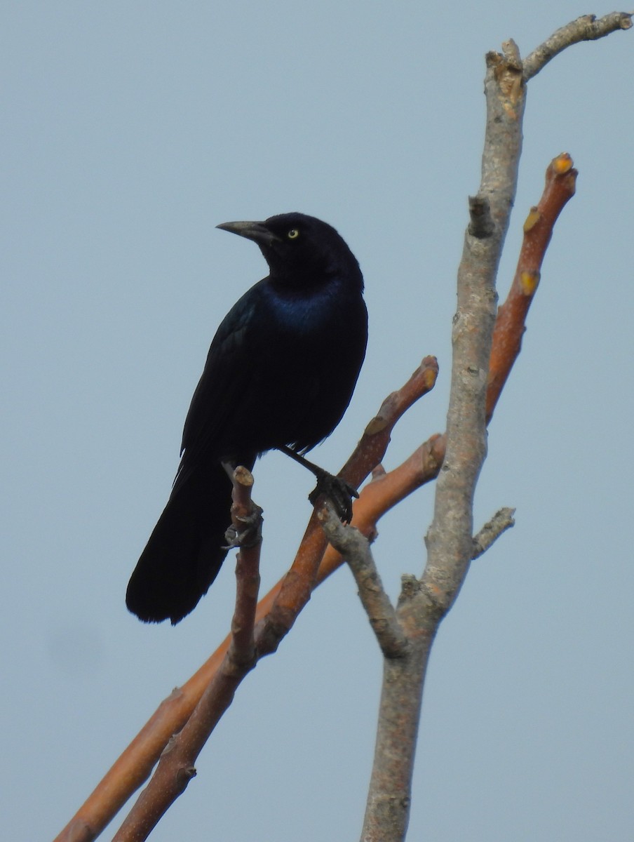 Boat-tailed Grackle - ML616007224