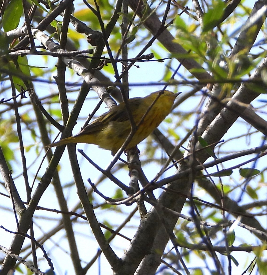 Yellow Warbler - ML616007518