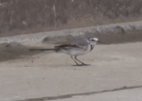 White Wagtail - Marvin Nelson