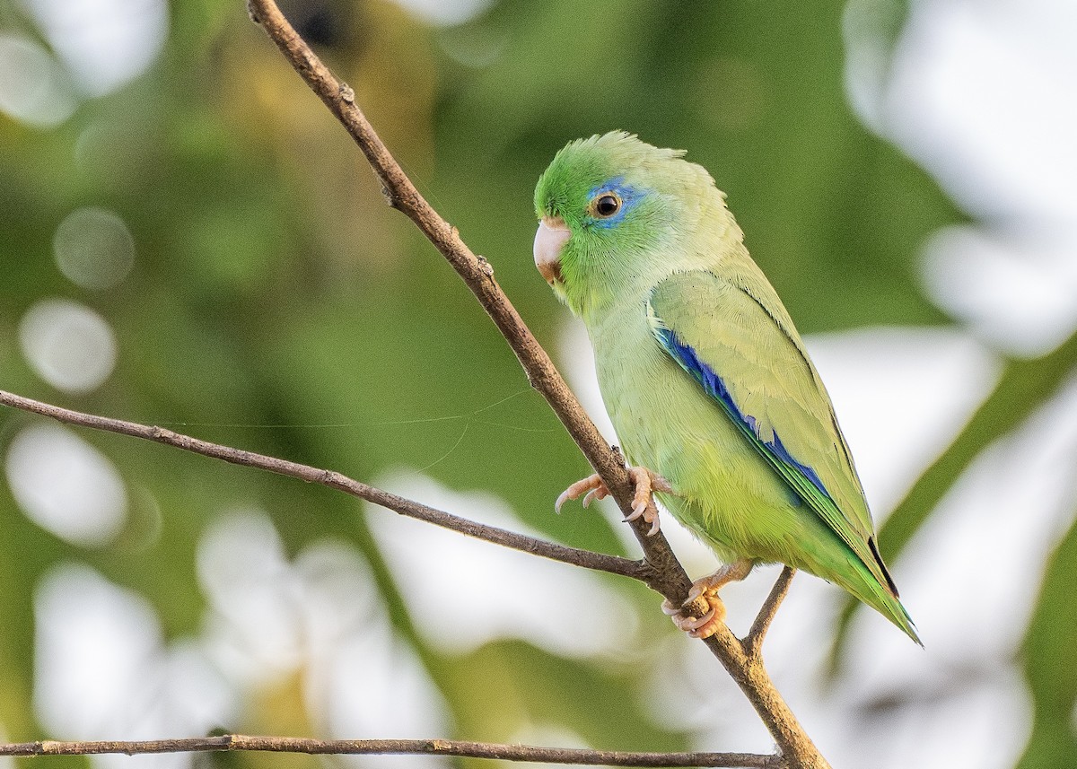 Spectacled Parrotlet - Adam Perrier