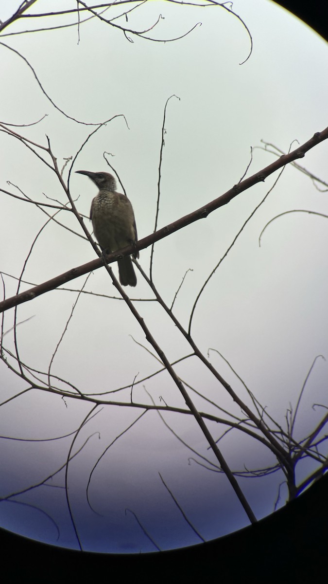 Tanimbar Friarbird - ML616008135
