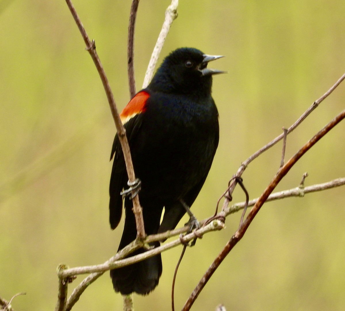 Red-winged Blackbird - Robert Chadwick