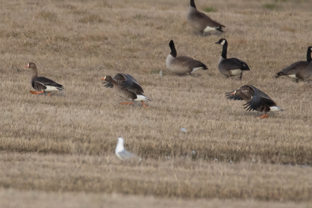 Greater White-fronted Goose - ML616008217