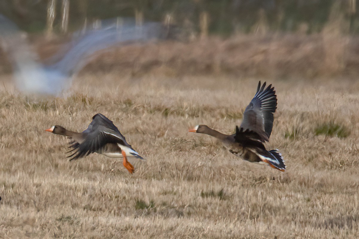 Greater White-fronted Goose - ML616008218