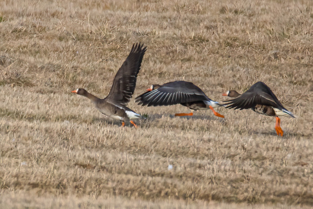 Greater White-fronted Goose - ML616008219