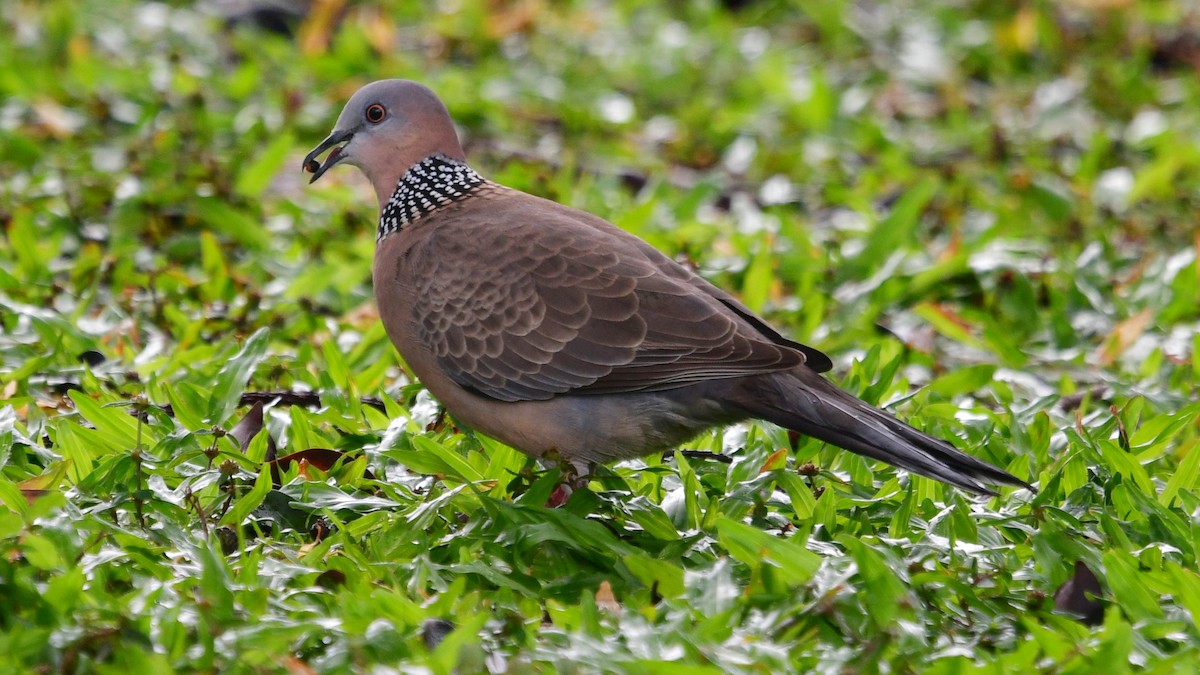 Spotted Dove - ML616008221