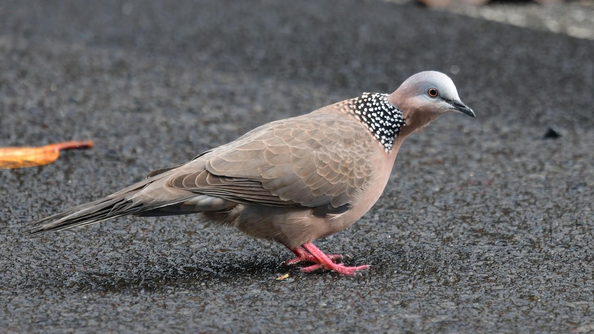 Spotted Dove - ML616008225