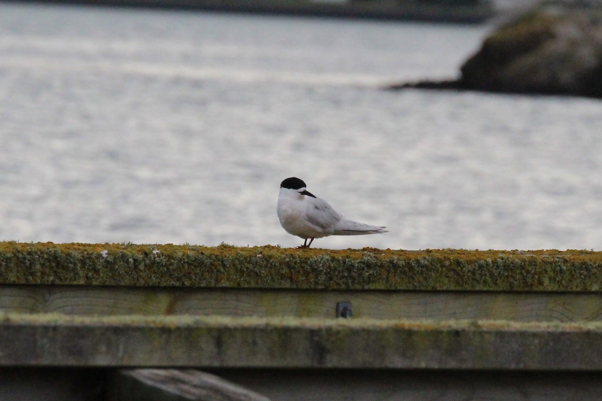 White-fronted Tern - ML616008241