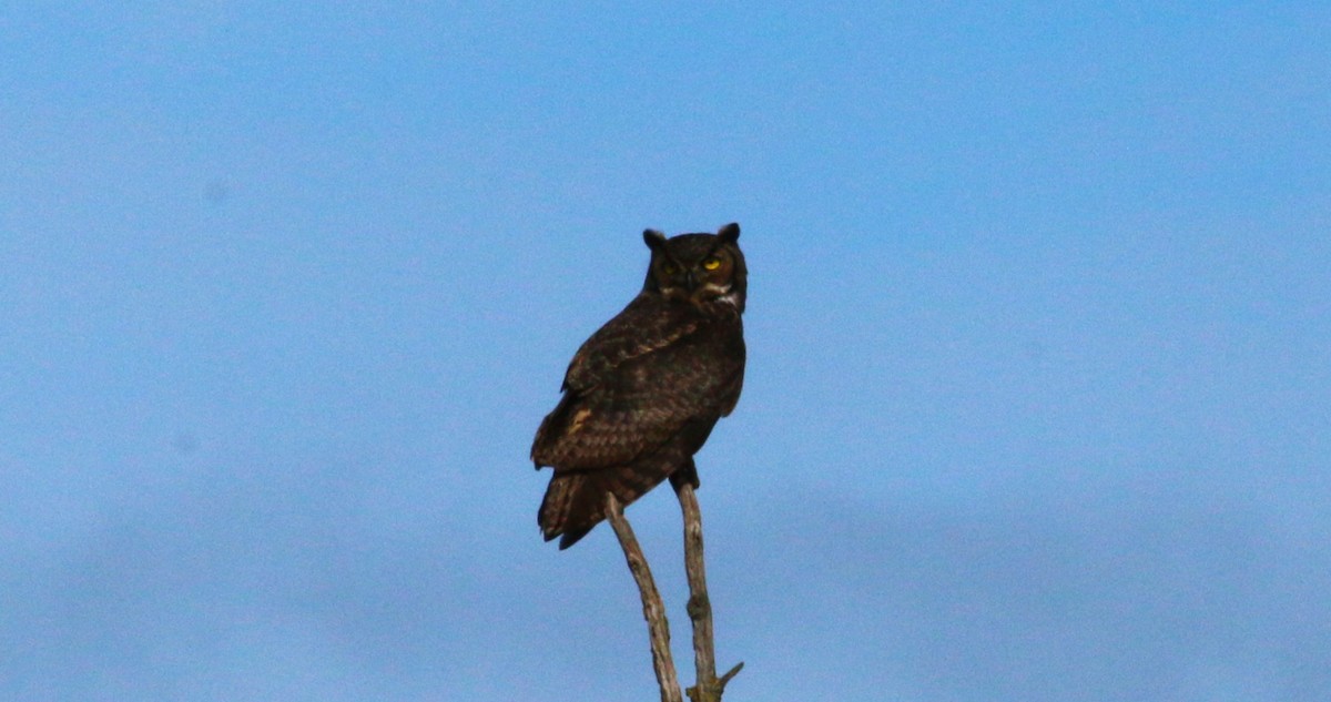 Great Horned Owl - ML616008272
