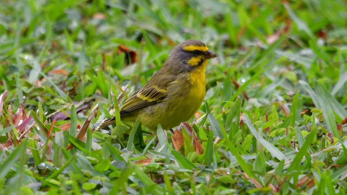 Yellow-fronted Canary - ML616008307