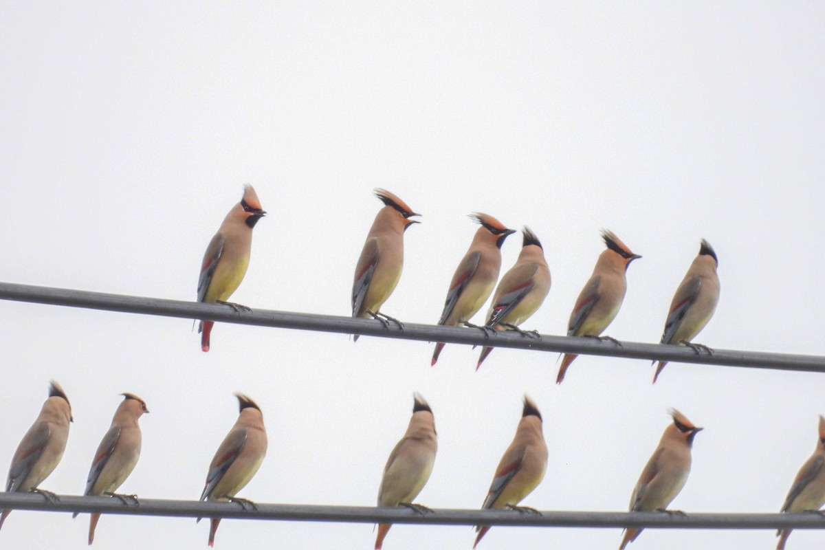 Japanese Waxwing - ML616008507