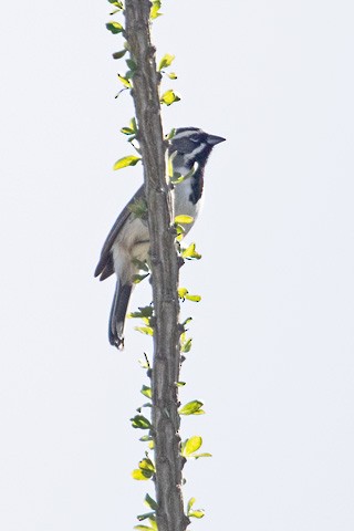 Black-throated Sparrow - ML616008615