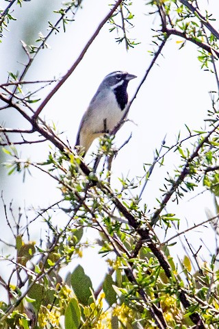 Black-throated Sparrow - ML616008616