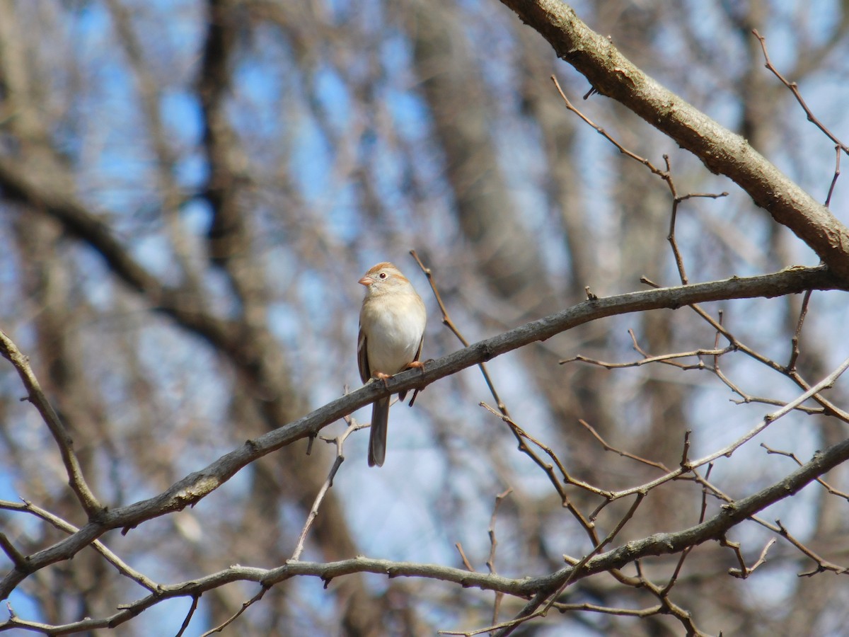 Field Sparrow - ML616008985
