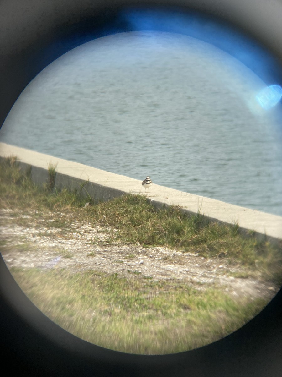 eBird Checklist - 13 Mar 2024 - Eckerd College - 1 species