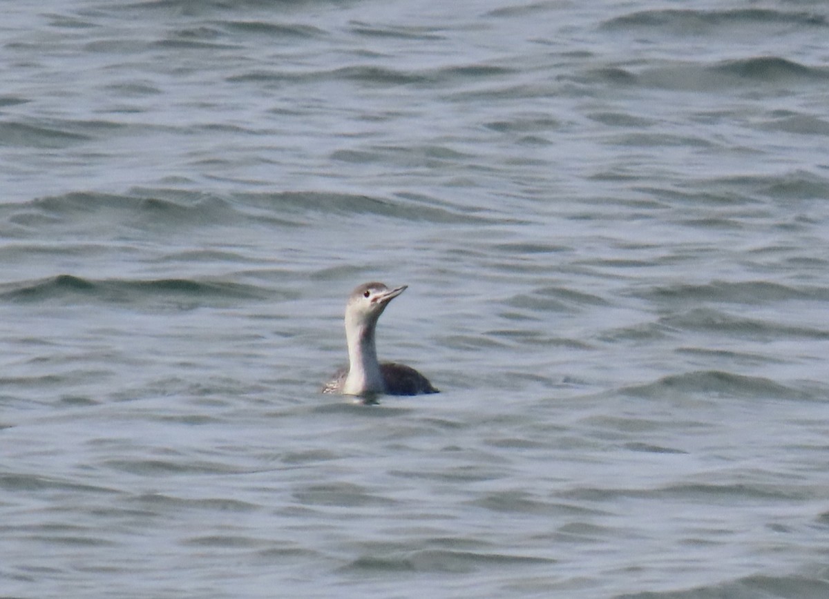 Red-throated Loon - ML616009216