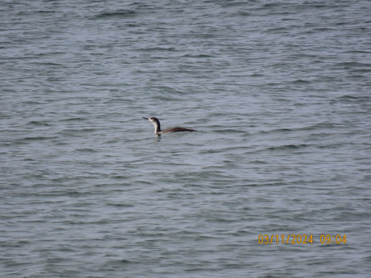 Red-throated Loon - ML616009219