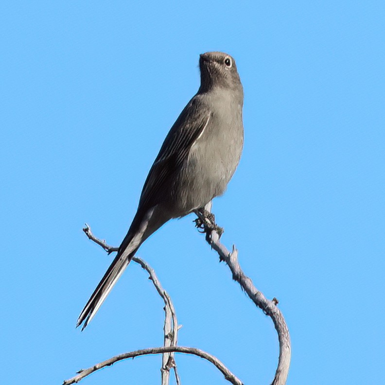 Townsend's Solitaire - ML616009268