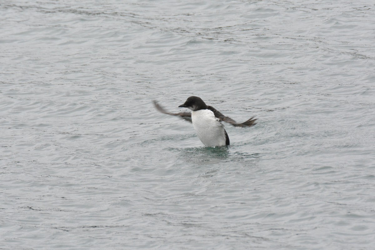 Thick-billed Murre - ML616009275