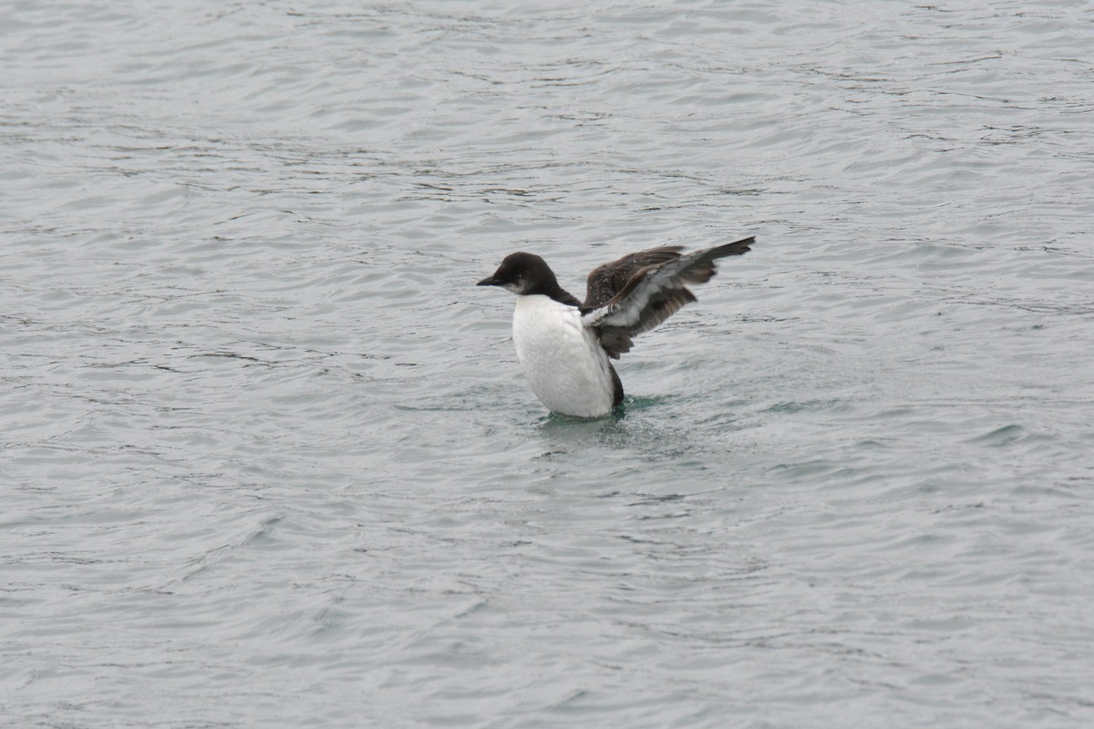 Thick-billed Murre - ML616009276