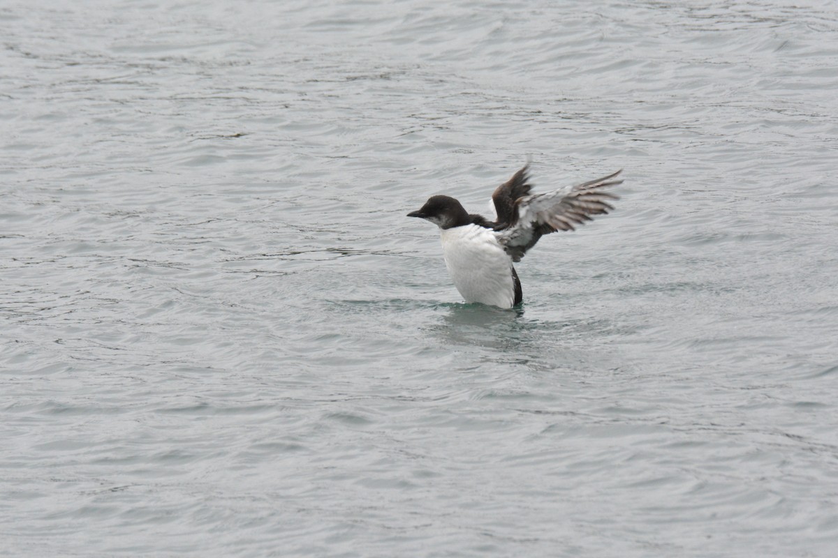 Thick-billed Murre - ML616009278
