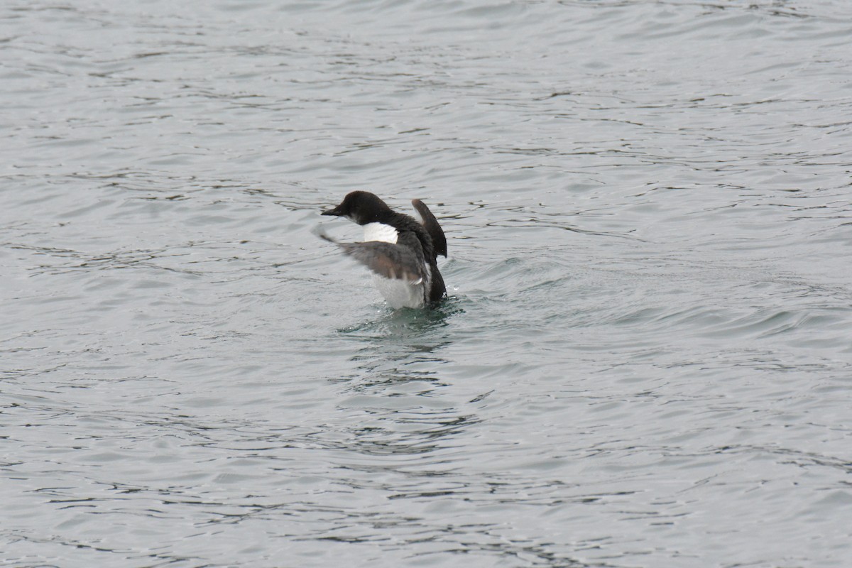 Thick-billed Murre - ML616009279
