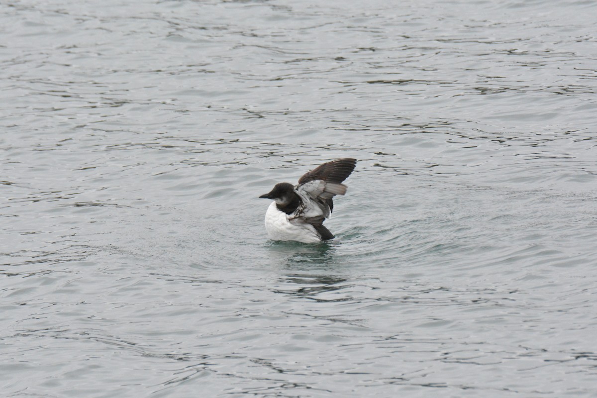 Thick-billed Murre - ML616009280