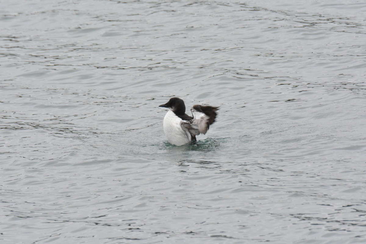 Thick-billed Murre - ML616009281
