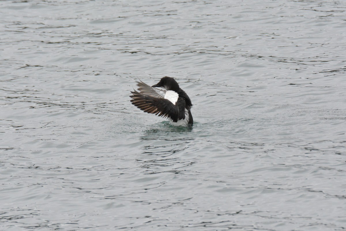 Thick-billed Murre - ML616009282
